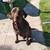 Free 5 year old Chocolate Lab 1 thumbnail