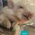 Kune/ potbelly mix 3 thumbnail
