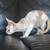 Devon rex, Devonrex kittens 8 thumbnail