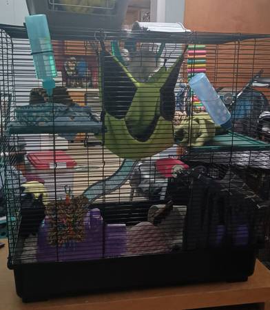 Small animal cage 1