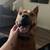 Rehoming family dog 1 thumbnail
