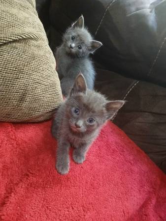 Gray kittens (gilroy)63890025830275120