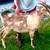 Lamancha nanny 3 thumbnail
