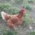 Chicken and roosters 7 thumbnail