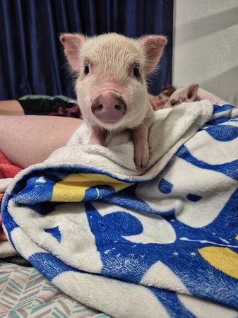 Mini pigs 1