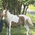 Mini Mare 1 thumbnail