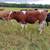 Steer 1 thumbnail