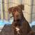 Loving brown lab/pit mix looking for his forever home 2 thumbnail