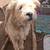 FREE DOG!! 1 thumbnail