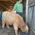Highland cow 6 thumbnail