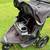 Double BOB Jogging Stroller - used great condition 4 thumbnail
