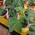 Plants 2 thumbnail