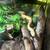 Snakes 2 thumbnail
