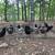 Chickens 2 thumbnail