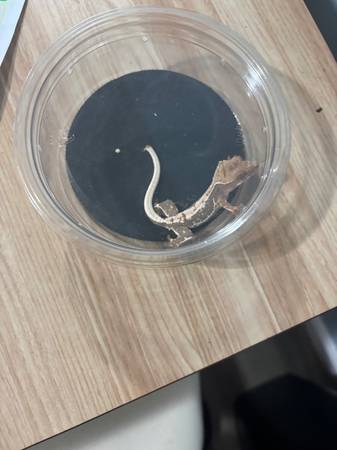 Bebés de gecko crestado586913360234434562