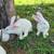Rabbitry Reduction 4 thumbnail