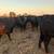Bred Cows 13 thumbnail
