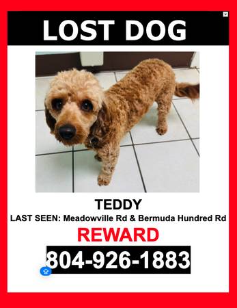 LOST DOG - TAN / CAVALIER K. C. SPANIEL / MALE - $$ Reward $$ 1