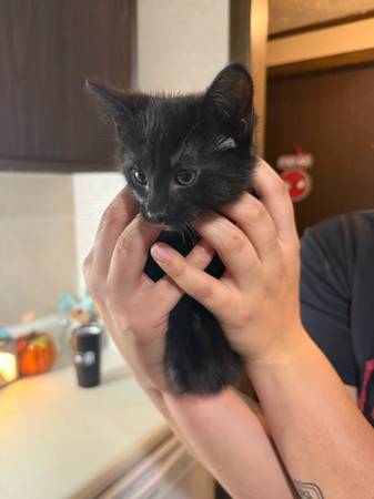 Gatito macho negro / Se aplica una pequeña tarifa de reubicación (Zanesville)63969251571203120