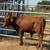🔥Weaned Calves🔥 15 thumbnail