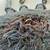 HUMONGOUS Halloween Spider 8 thumbnail