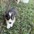 Corgi puppy 2 thumbnail