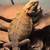 Bearded Dragon with Setup 2 thumbnail