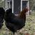 Chickens@GBCF - Exhibition Quality French Black Copper Marans 4 thumbnail