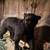 Black Bear Full Body Mount 2 thumbnail