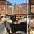 Mini horses 4 thumbnail