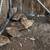 Quails / Codornices 3 thumbnail