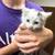 Two Kittens 3 thumbnail