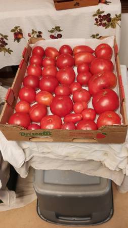 atten. bulk tomatoes for canning 1