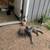 Free kittens 10 thumbnail