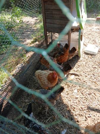Laying hens 15 each 1