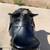 Original Australian Stock Saddle Supreme Poley 18 Aussie 16 Western 4 thumbnail