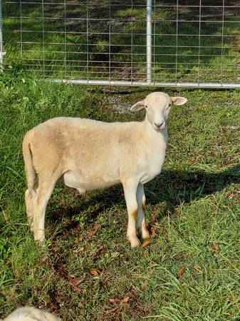 Katahdin Ram Lamb 1