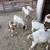 Goat Herd with Dapple Billy 12 thumbnail