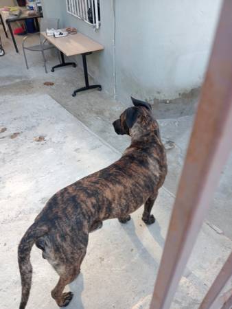 Emergency adoption 1