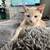 Kitten 3 thumbnail