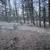 #7 Bobcat Circle ~ 1.85 Acres ~ Driveway Is Cut In ~ Numerous Trees 17 thumbnail