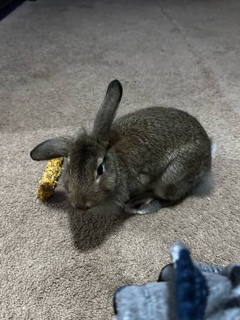6 month old rabbit (Camp Lejeune)63925385108226120