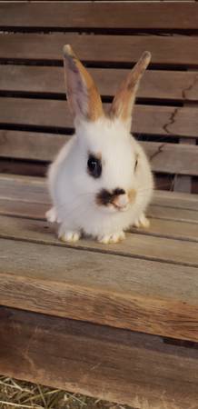 Sweet Baby Bunnies (Parker)63404303028099122