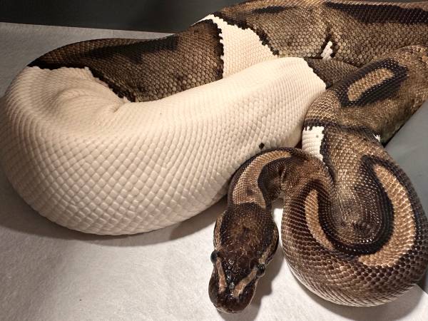 Piebald Ball Python Proven Breeder 1