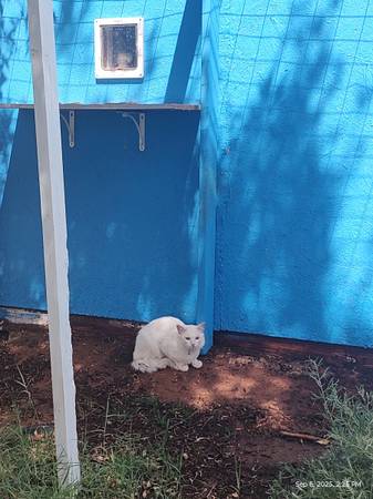 Gato semisalvaje - $20 de tarifa de reubicación OBO (East Mesa)63834020606593122