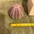Beautiful Large Reddish Dried Sea Urchin! Perfect Condition! 1 thumbnail