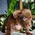 Micro Bully 2 thumbnail