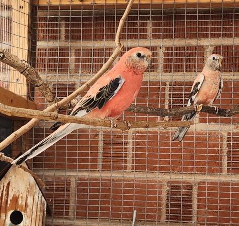 Grasskeets 1