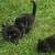 Beautiful Black Bombay Kittens 4 thumbnail