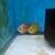 Discus fish 1 thumbnail